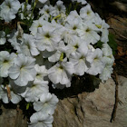Petunia (stereo white)