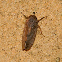 Leafhopper