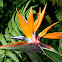 天堂鳥花(Strelitzia reginae)