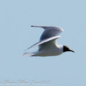 Black-headed Gull; Gaviota Reidora
