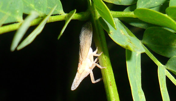 Spotting Image 1