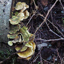 Turkey Tail