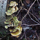 Turkey Tail
