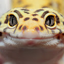 Leopard Gecko