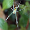 orchard spider