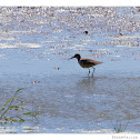 Stilt Sandpiper