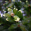 Buxus (buds)