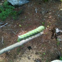 Tobacco Hornworm