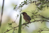 Spotting Image 1