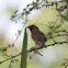 Scaly-breasted Munia