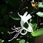 Honeysuckle