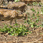 Chital deer