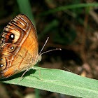 Gladeye Bushbrown