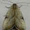 Wedgling Moth