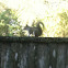 Eastern grey squirrel
