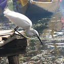 Heron?
