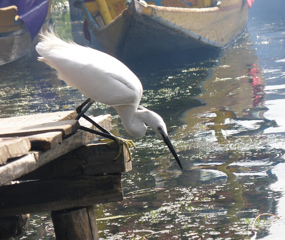 Spotting Image 1