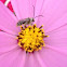 Long-horned bee