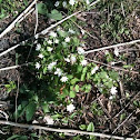 Rue Anemone?