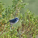 Blue-gray Gnatcatcher