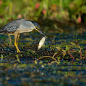 Striated Heron