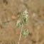 Rock Phacelia