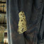 Mud Dauber Wasp Nest