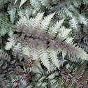 Japanese painted fern 'Pictum'