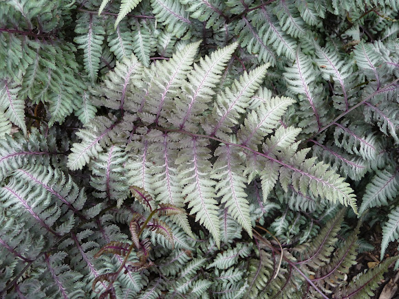 Spotting Image 1
