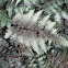 Japanese painted fern 'Pictum'