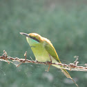 Green Bee-eater