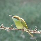 Green Bee-eater