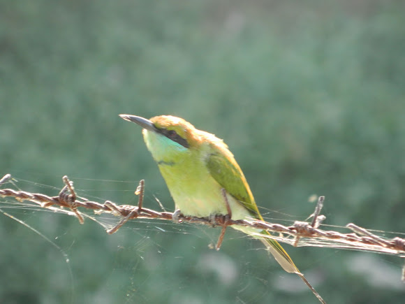 Spotting Image 1