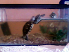 Vendo Tortugas De Agua