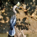 Anhinga