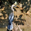 Anhinga