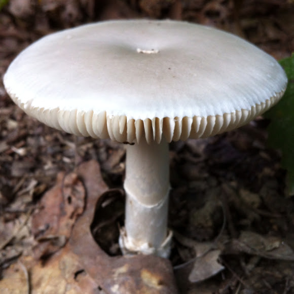 Spotting Image 1
