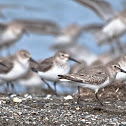Dunlin