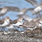 Dunlin