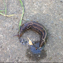 Leopard slug