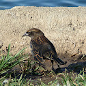 Red-winged blackbird (subadult male)