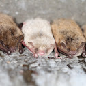 Myotis spp.