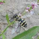 Hoverfly