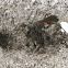 Thread-waisted Wasp