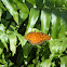 Gulf Fritillary