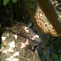 Dryad's Saddle