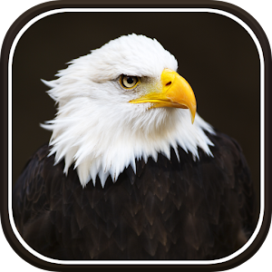 Birds Live Wallpaper.apk 1.0.2