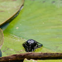 Horse Fly