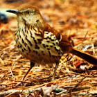 Brown Thrasher
