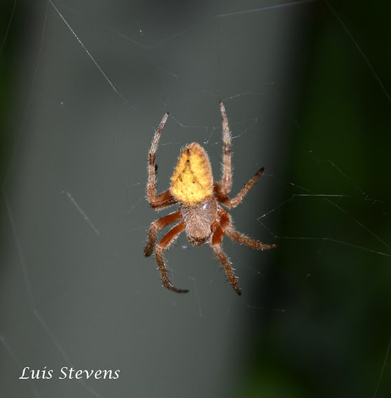 Spotting Image 1